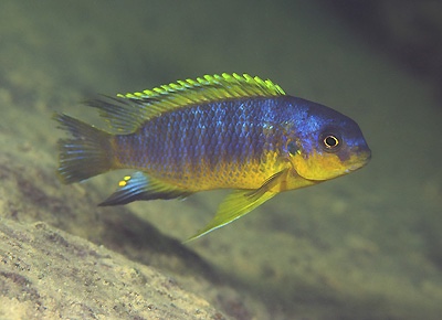 Tropheops gracilior 'Lundu'